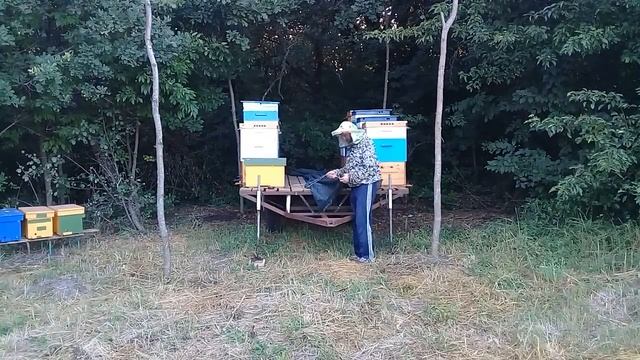 Жара +40 Искусственное затенение ульев смотреть онлайн