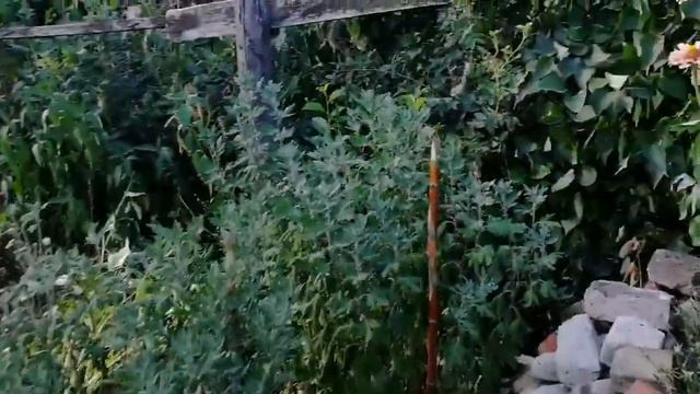 Жизнь в деревне Разочаровалась в них смотреть онлайн