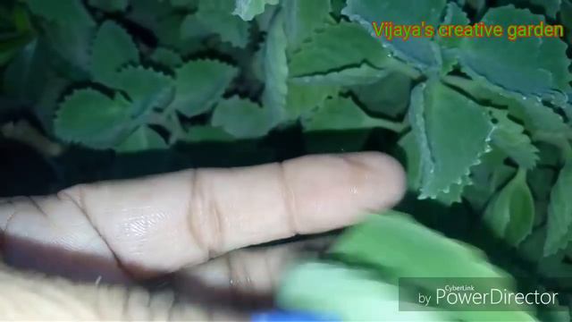 Information/ care tips about fast growing Indian Borage plant/Mexican mint( Hindi Urdu) смотреть онлайн