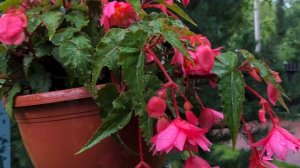 Бегония ампельная. Как растет и как сохраняем на зиму