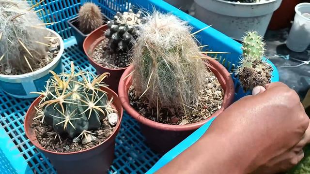 SIMPLEMENTE HABLEMOS DE SUCULENTAS #echeveria #cactus #haworthia смотреть онлайн