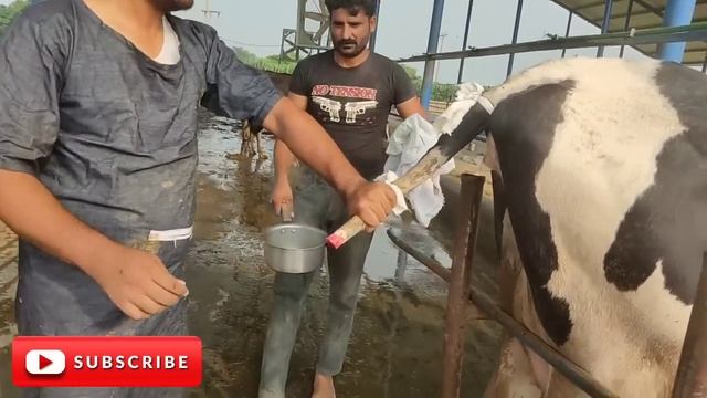 Tail docking II Easy practical field method of tail docking II Tail docking in field conditions смотреть онлайн