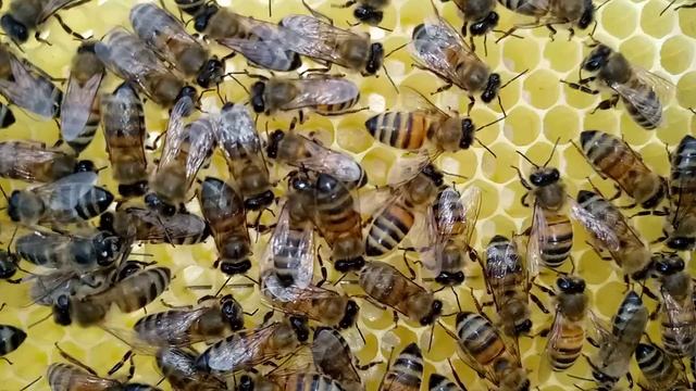 Домашняя пасека