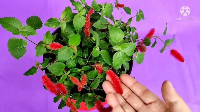 CARE OF CHENILLE PLANT/ACALYPHA PENDULA/FIRETAIL || HOW TO GROW AND CARE CHENILLE PLANT AT HOME. смотреть онлайн