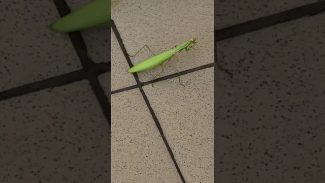 Богомол, насекомое, Анапа