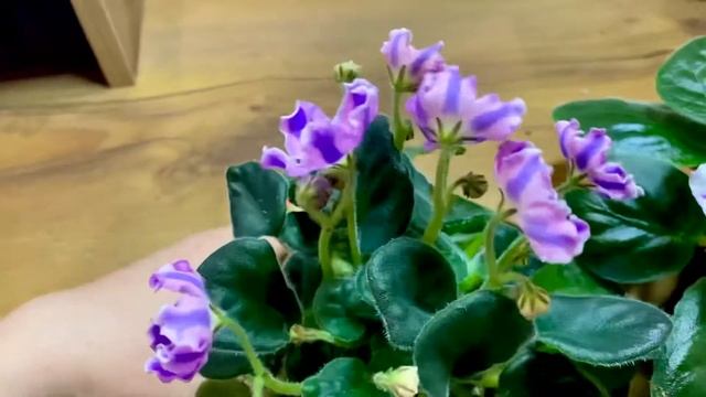 Цветение пасынков фиалки химеры на пне.