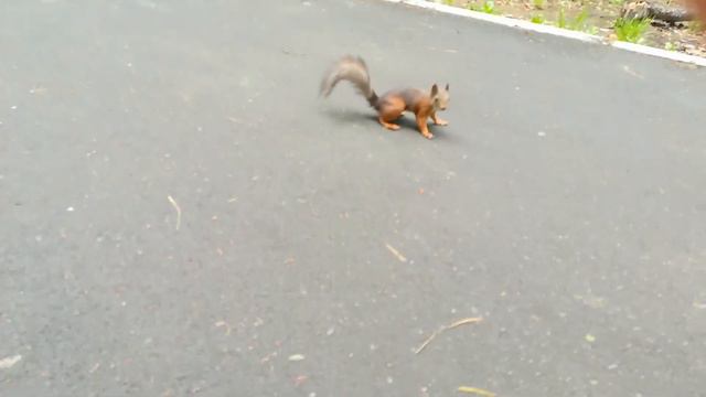 Белка не сразу поняла своей удачи, парк Усть - Илимск смотреть онлайн