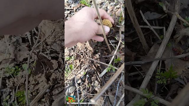 Первые сморчковые шапочки! смотреть онлайн