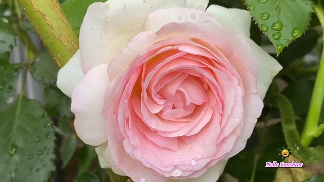 🌹”Pierre De Ronsard” known as Eden Rose .It is guaranteed to bring Romance to your garden 🌹 смотреть онлайн