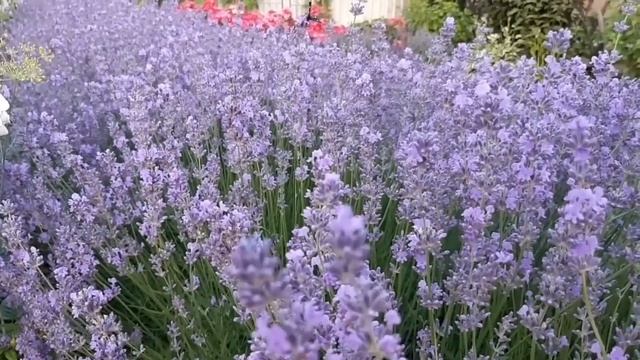 Все секреты выращивания лаванды смотреть онлайн