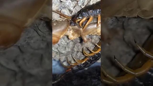 Сколопендра ловит и ест медведку / Scolopendra Catches And Eats Mole Cricket