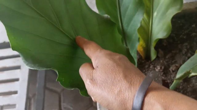 gelombang cinta yang merupakan salah satu jenis anthurium daun lebar смотреть онлайн