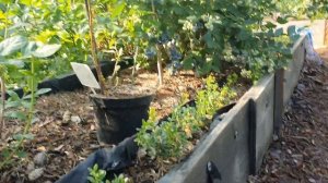 Какой сорт брусники самый урожайный,чтобы выбрать и выращивать для  урожая.