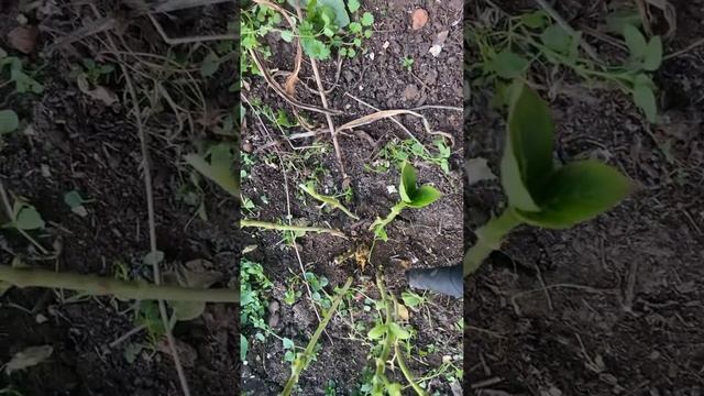 #обработка_под_зиму_железным_купоросом???»цветы от Фаины » смотреть онлайн