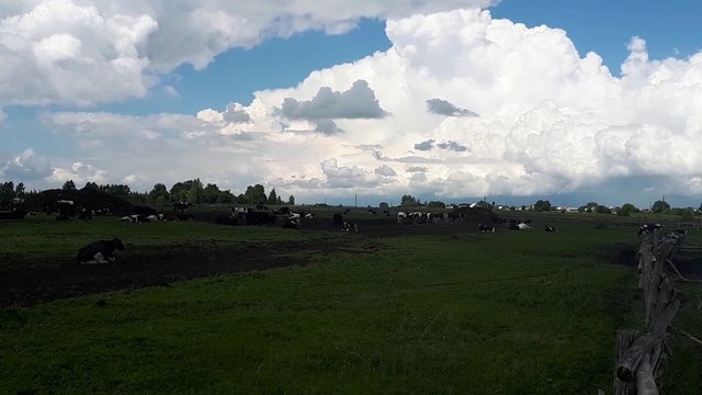 Какая площадь нужна для отдыха коров? +79656176005 WhatsApp пишите. смотреть онлайн