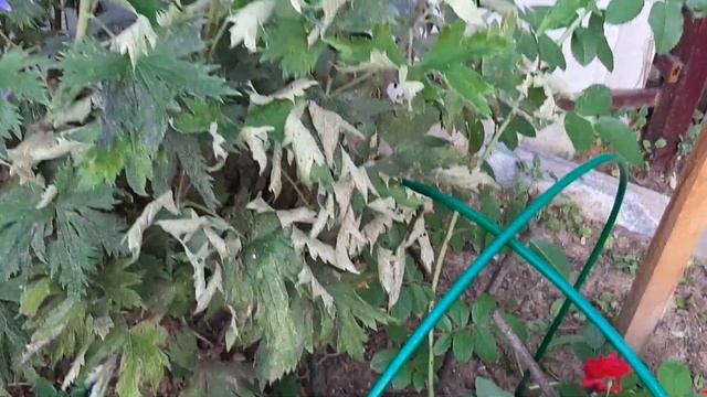 Парковая роза КУБА ДАНС , от ПОЛИНЫ КОЗЛОВОЙ ,роза ФЛАМЕНТАНЦ и дельфиниум . смотреть онлайн