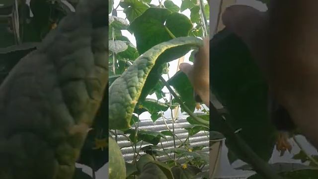 #4 Огурец Бьерн, Кураж, Лютояр, Адмирал, Меренга /66 дней после всходов смотреть онлайн