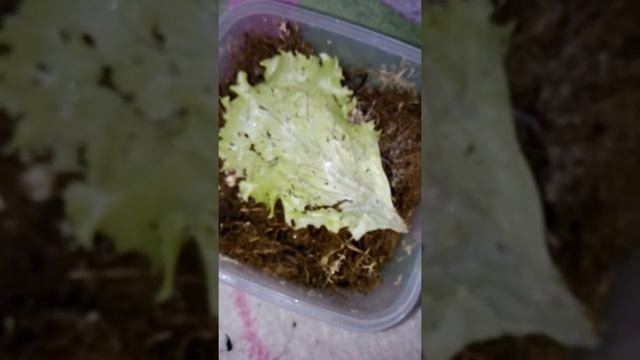 Улитята вылупились!