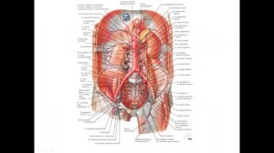 Грудная и брюшная части аорты