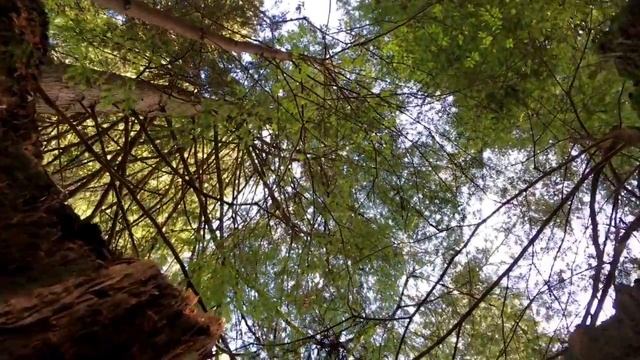 Природный Ванкувер. Capilano Lake смотреть онлайн