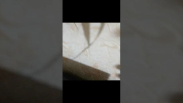 Я играю с собакой смотреть онлайн