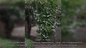 Актинидия: особенности, виды, нюансы посадки, ухода и размножения (20 фото)