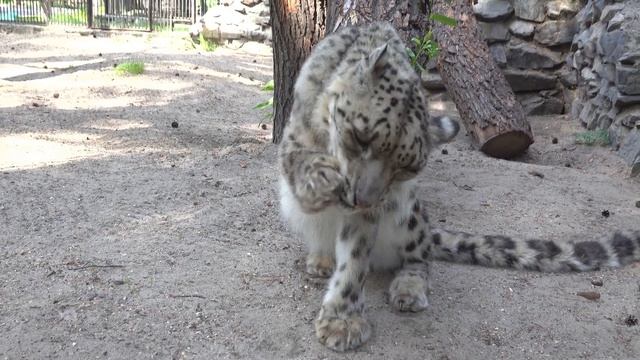 Снежный барс Ишим. 27.06.2022 смотреть онлайн