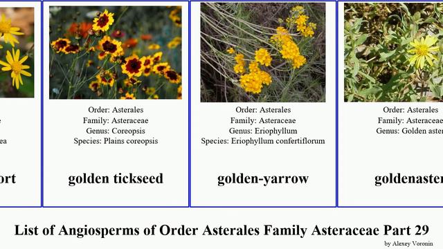 List of Angiosperms of Order Asterales Family Asteraceae Part 29 gnaphalium giant gonospermum star смотреть онлайн