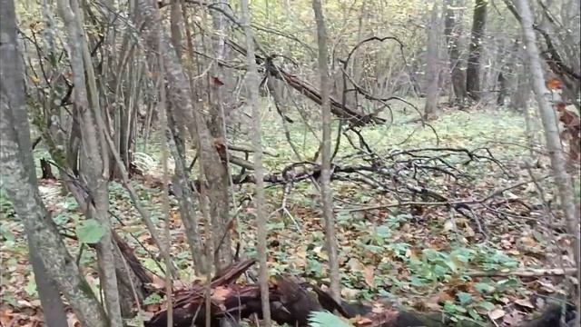 # 27# Осенняя прогулка по лесу, тихая охота смотреть онлайн