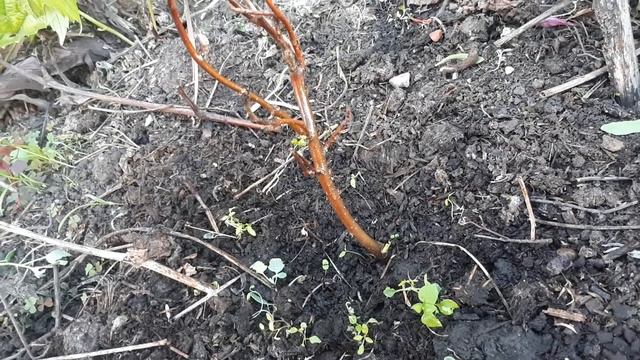 Магнолия после мороза 37 градусов в Татарстане. смотреть онлайн