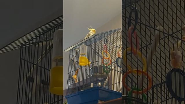 Как корелла кричит, чирикает смотреть онлайн