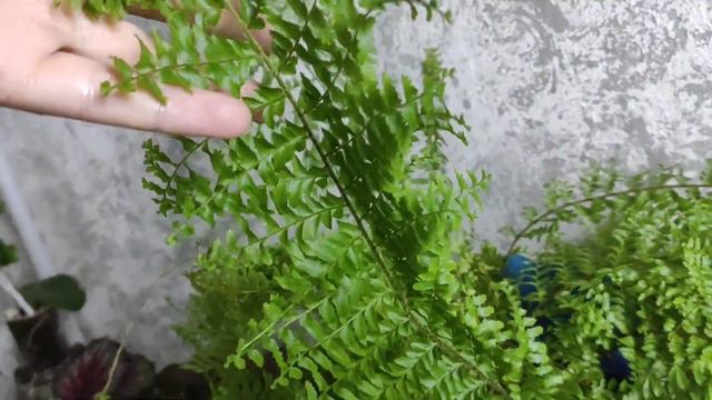 обзор любимых растений смотреть онлайн