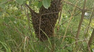 Третий килограммовый РОЙ за неделю. Пчеловодство!