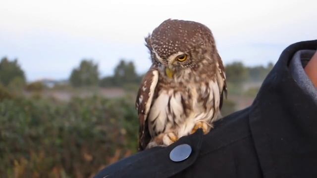 Pygmy-Owl x2 (Glaucidium passerinum) смотреть онлайн