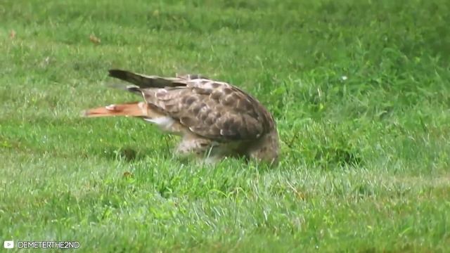 14 Best Hawk Attacks Caught On Camera!! смотреть онлайн