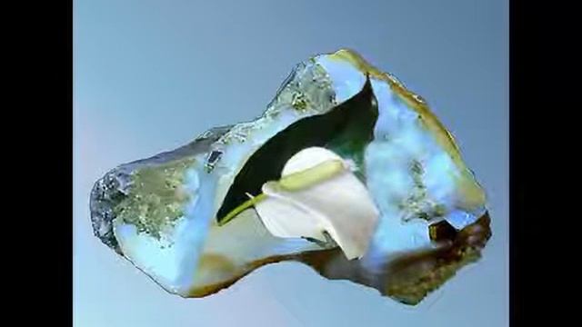 Антуриум Anthurium смотреть онлайн
