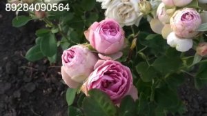 Роза Лавендер Лейс