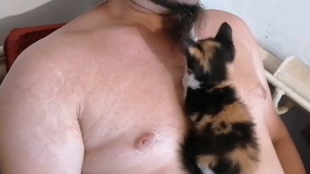 Кошка играет с бородой ? смотреть онлайн