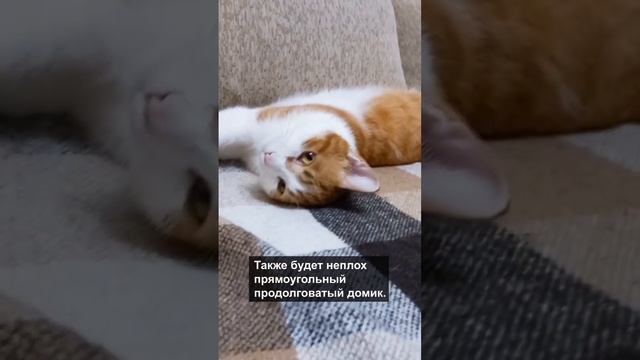 Как выбрать лежак для кота? (Часть 4) #коты #кот #кошки #shorts #top смотреть онлайн