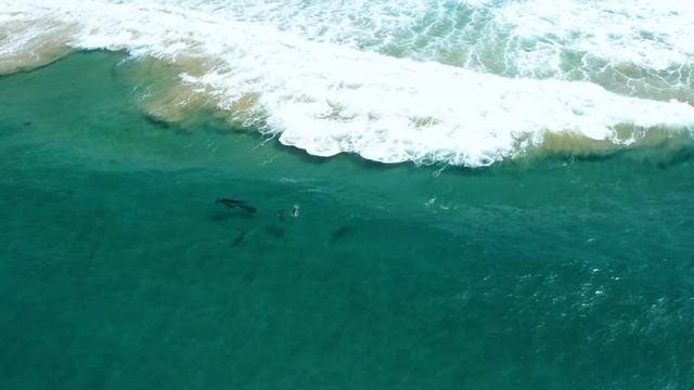 4K UltraHD | Море Океан Дельфины Дикая Природа Водные Животные смотреть онлайн