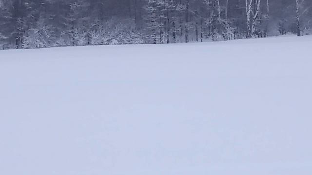 Охота на зайца Рг Тайга и Затейка пригнали зайца 06.02.22 смотреть онлайн