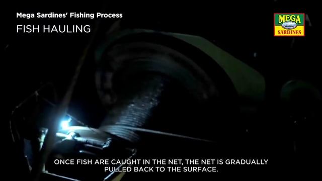 The Fishing Process | How Sardines Are Made | The Mega Global Story смотреть онлайн
