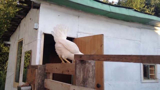 Как летают курицы / Leghorn flying chicken смотреть онлайн
