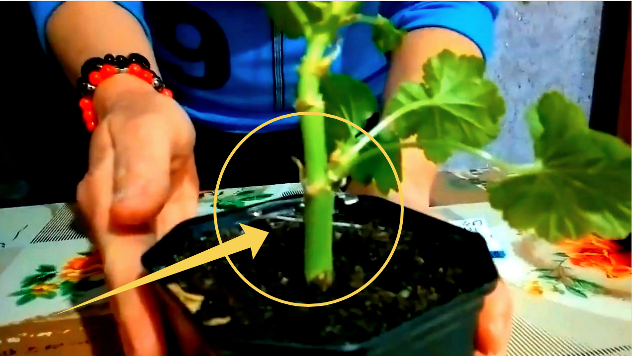 Благодаря этой хитрой уловке с булавкой пеларгонию не остановить в росте. Шок метод! смотреть онлайн