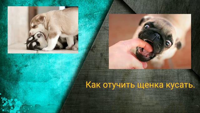 О собаках. 9. Щенок кусается. смотреть онлайн