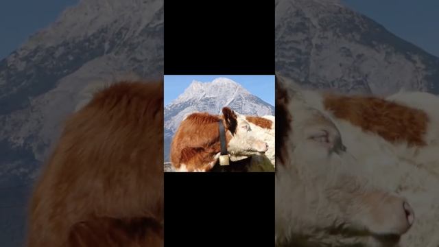 bir litr süd üçün neçə litr qan lazımdır#сколько литров крови нужно на один литр молока смотреть онлайн