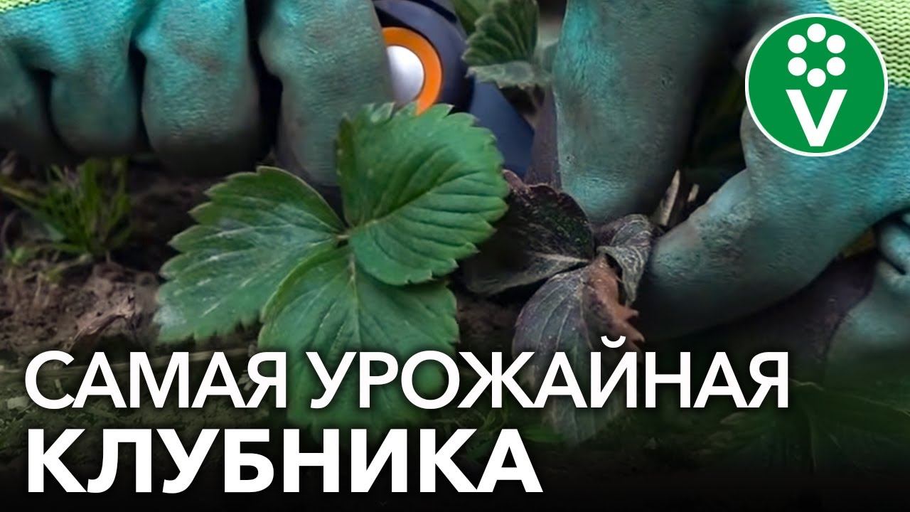 В 2 РАЗА БОЛЬШЕ КЛУБНИКИ, чем обычно! Обработка клубники весной для лучшего урожая летом. смотреть онлайн