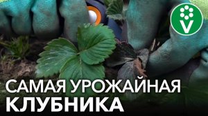 В 2 РАЗА БОЛЬШЕ КЛУБНИКИ, чем обычно! Обработка клубники весной для лучшего урожая летом.