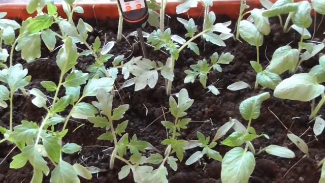 Вынесла рассаду томатов в теплицу первый раз. Ольга Чернова. смотреть онлайн