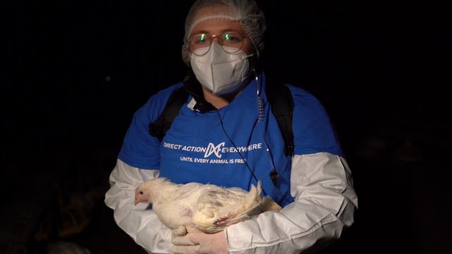Exposing Perdue's Petaluma Poultry смотреть онлайн
